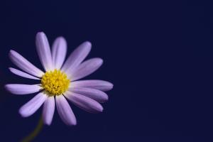 Purple daisy over a dark background