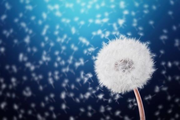 Dandelion with seeds flying across a blue background