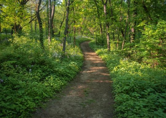 Winding dirt pathway through forest