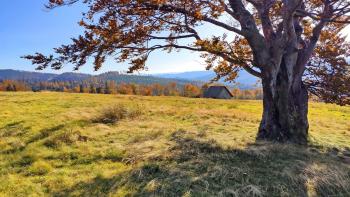 Tree in field overlooking Appalachian mountains